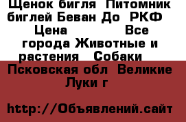 Щенок бигля. Питомник биглей Беван-До (РКФ) › Цена ­ 20 000 - Все города Животные и растения » Собаки   . Псковская обл.,Великие Луки г.